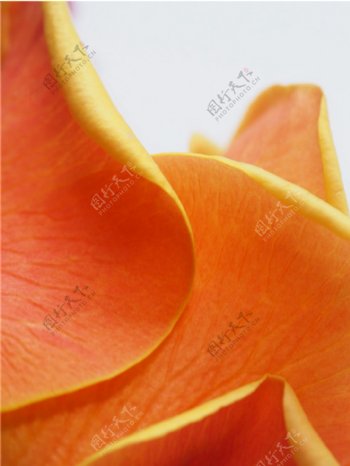橙色花瓣