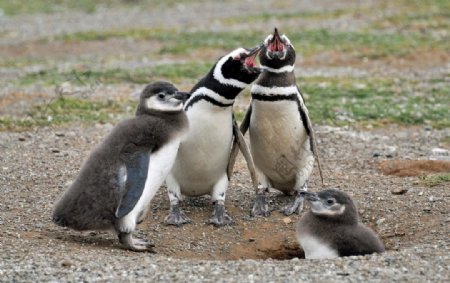 企鹅可爱
