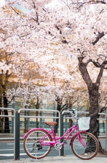 樱花日式自行车清新唯美背景素材