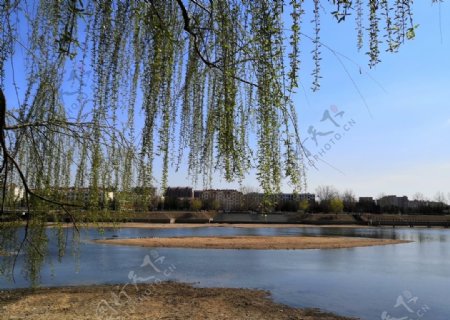 春天蓝天柳树河边风景