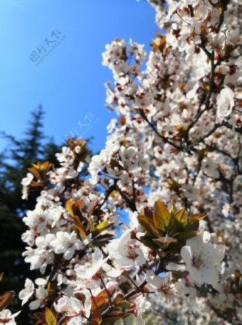 蓝天户外白色樱花风景