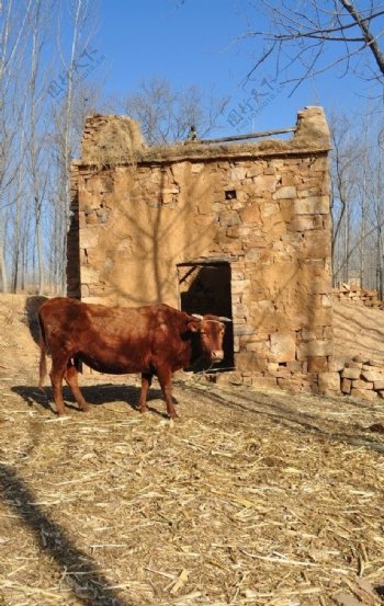 老黄牛与破房子