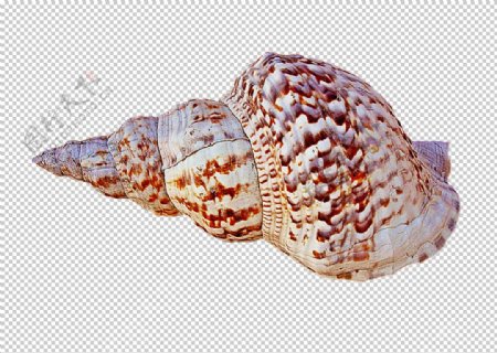 海螺壳海洋背景水产贝