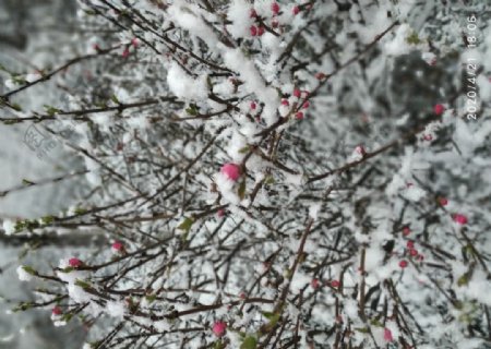 雪中花雪花红花植物白