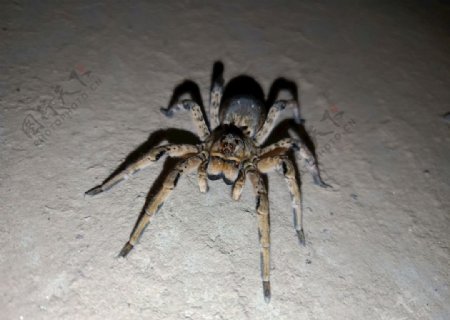 蜘蛛29