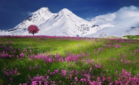 阿尔卑斯山下花开