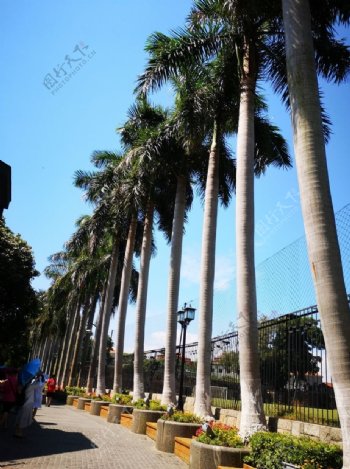 热带植物棕树椰树