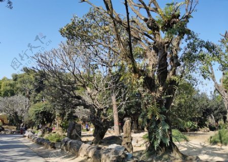 勐巴娜西珍奇园植物化石