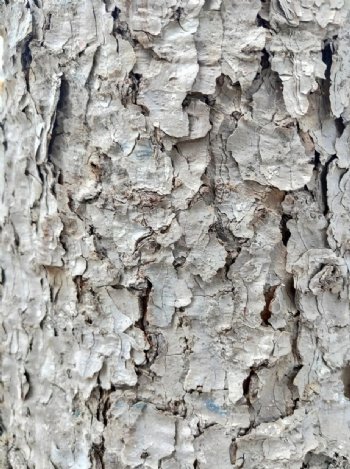 纹材质实木树皮竖纹花纹