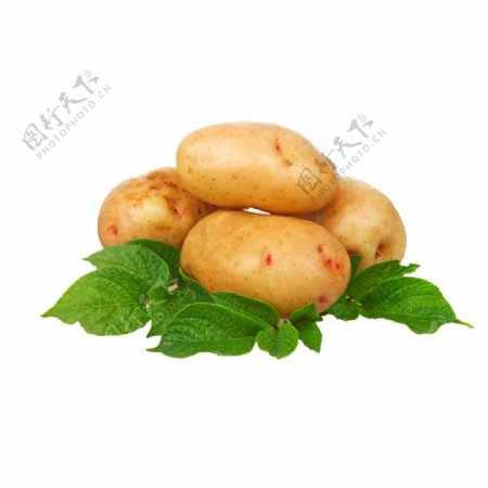 土豆食物食材美食海报素材
