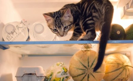 冰箱里的小猫宠物