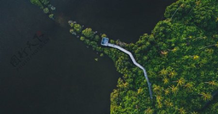 森林湖泊栈桥树木风景
