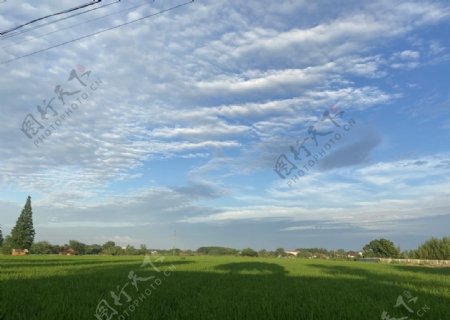 蓝天白云下的麦浪草原