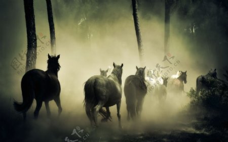 森林里奔跑的马