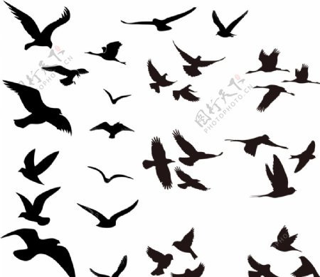 鸟类剪影合集图片