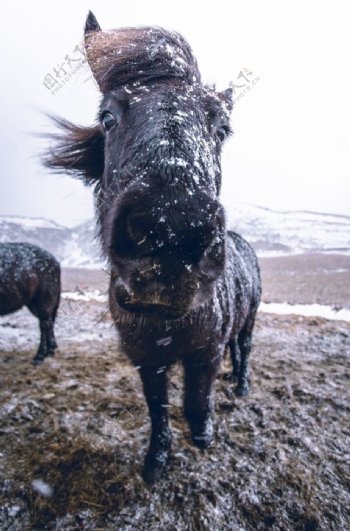 雪域高原野马图片