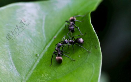 三小蚂蚁图片
