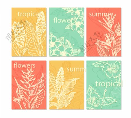 热带植物卡片图片