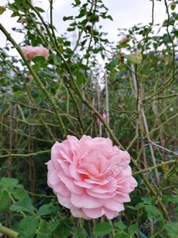 粉色玫瑰花花朵特写图片