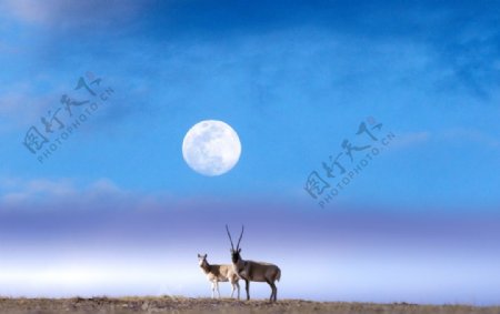 夜空圆月草原上的一对羊图片