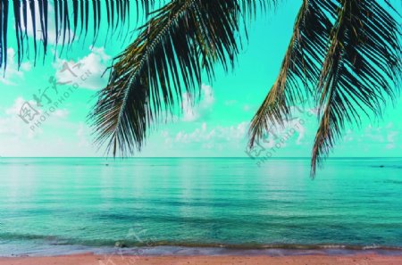 椰林看海沙滩海面无限风光图图片