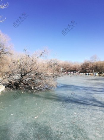 冰冻湖泊树木风景图片