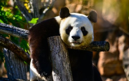 憨态可爱的大熊猫图片