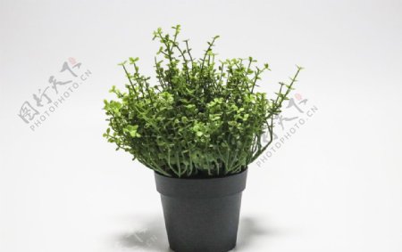 清新绿色植物盆栽图片