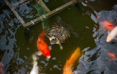 水塘里养殖的一群锦鲤鱼图片