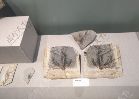 植物化石古松化石远古植物图片