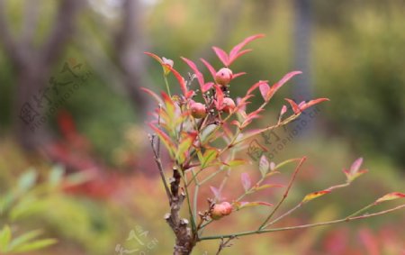 红叶冬青树果子图片