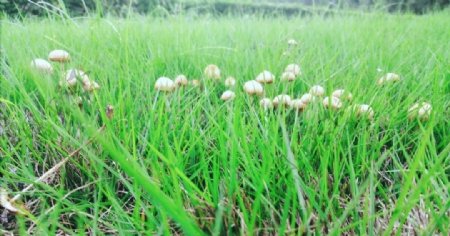 青草小蘑菇图片