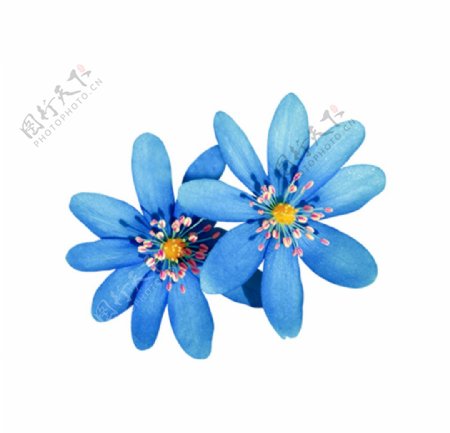 蓝色花卉图片