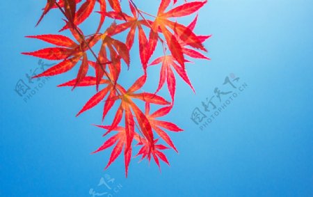 红色枫叶秋季背景海报素材图片