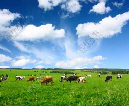 原野中的牛群风景图片