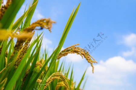 成熟的水稻图片