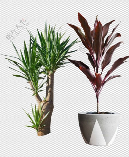 透明底植物图片