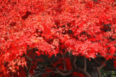 红枫树林枫叶秋季枫树图片