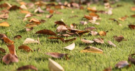 秋季草坪落叶背景海报素材图片