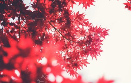 红色枫叶图片