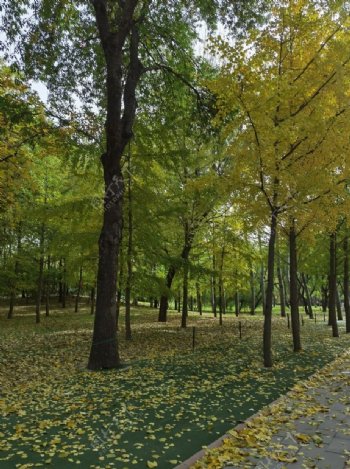 秋天枫树林树林图片