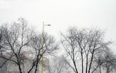 雪中摇曳的树图片