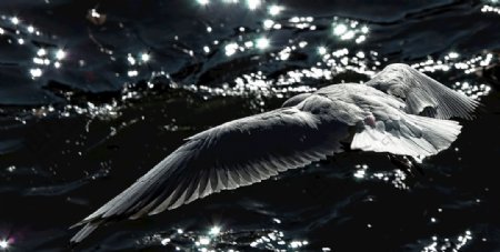 动物鸟黑与白黑暗羽毛图片