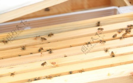 养蜂蜂箱图片
