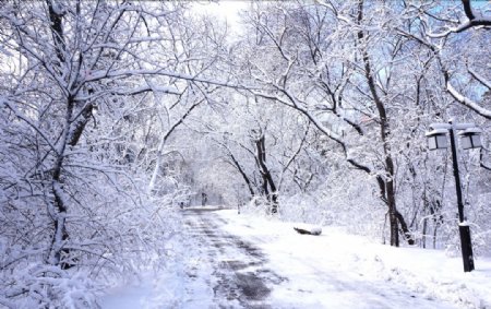雪中的树林图片