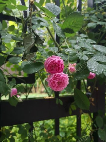 雨后蔷薇图片