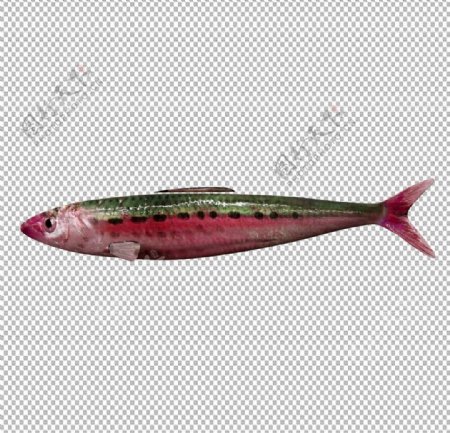 红腹沙丁鱼图片