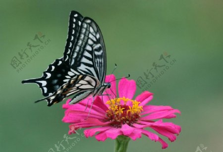 美丽蝴蝶图片