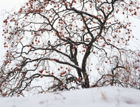 雪中的柿子树图片