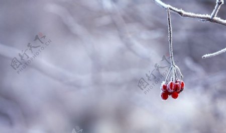 冰冻的树枝上的红色小果实图片